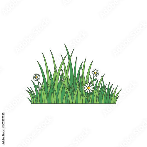 Green grass and white daisies grow naturally in a field with lush blades