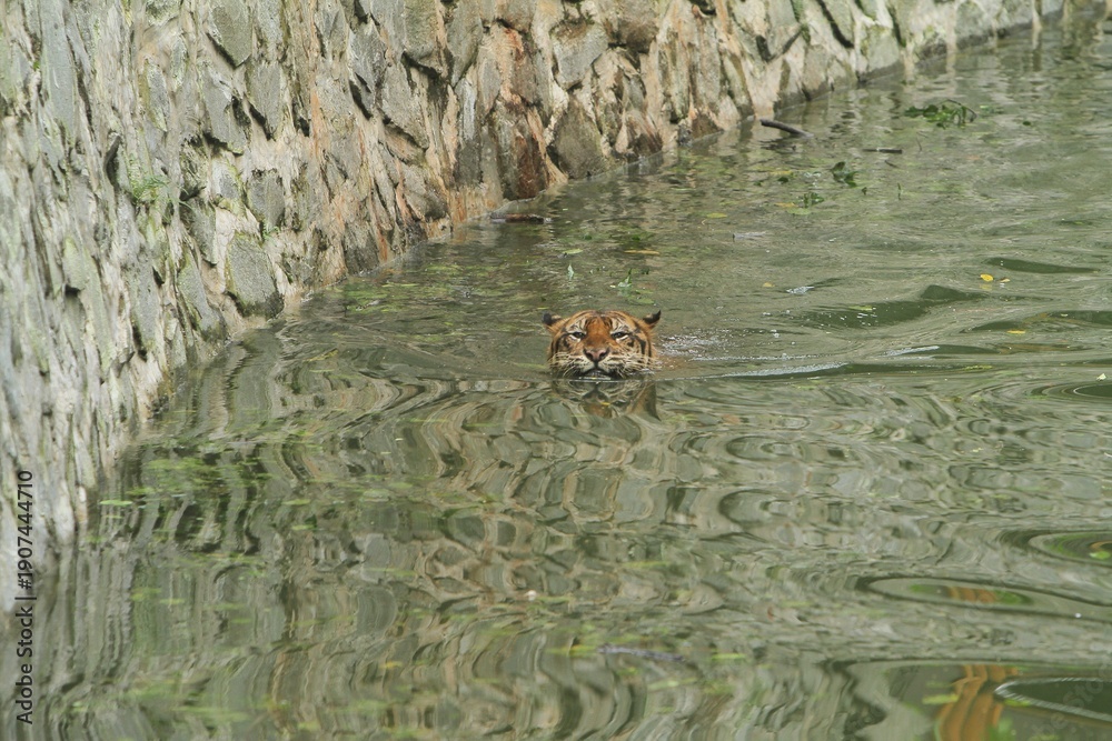 Fototapeta premium the head of a sumatran tiger is seen swimming in the pool