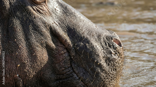 Extreme close-up of a wrinkled hippopotamus face showcasing its rough skin texture and detailed features