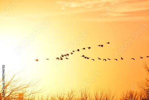 Geese in a Sunset Sky