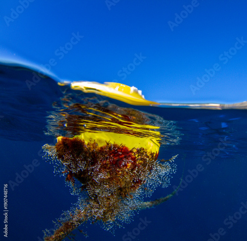 A buoy and its micro-life rope mark an area.