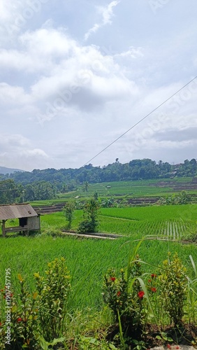 rice field in indonesia