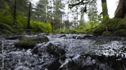 Close-up of a pure mountain creek flowing over mossy stones in a pristine alaskan temperate forest