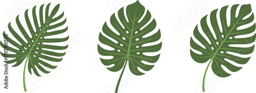 Three green monstera deliciosa leaves with characteristic fenestrations on a white background