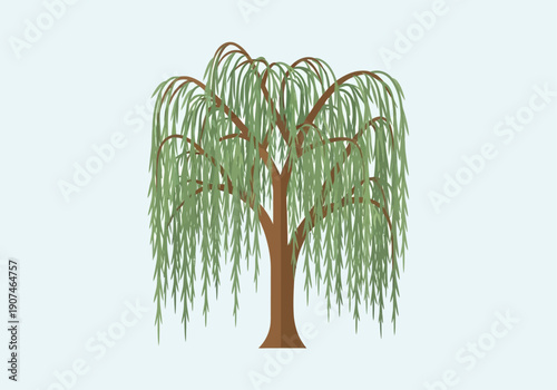 A serene weeping willow tree illustration, depicted with its characteristic graceful drooping branches and verdant foliage, embodying natural tranquility and botanical elegance