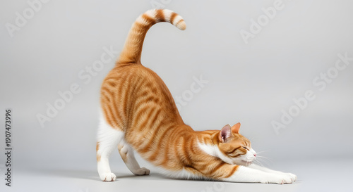 Realistic full body photo of a cat stretching with arched back, funny and natural pose, isolated on light neutral background