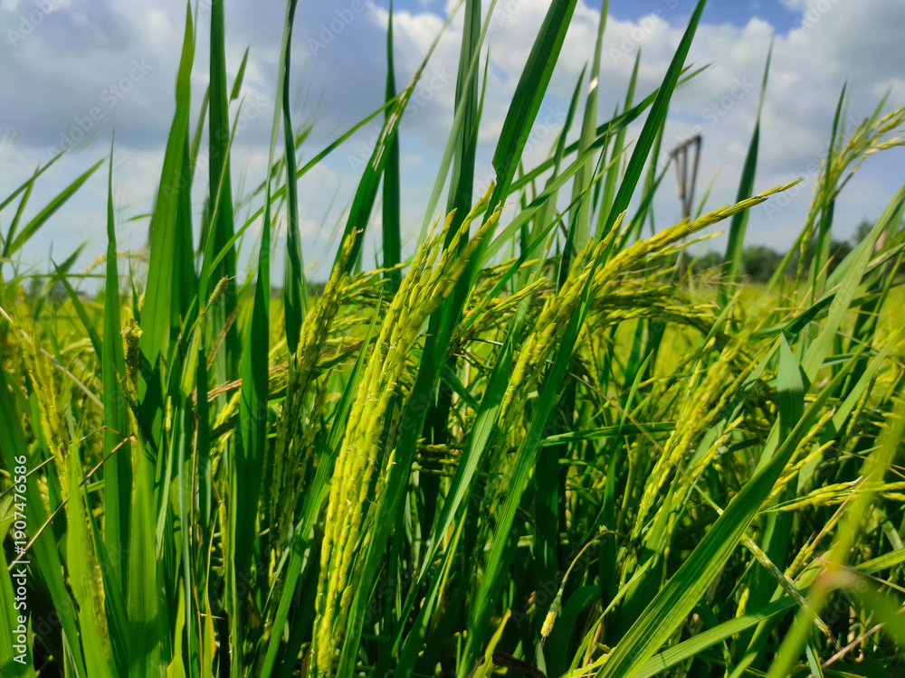 Obraz premium The image shows a close-up view of green rice ears growing in a paddy field
