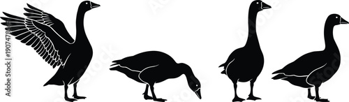 Detailed Black Silhouette Set of Canada Geese in Various Poses Including Standing Grazing and Spreading Wings for Nature Wildlife Conservation and Outdoors Vector Design Projects