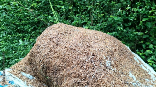 Macro rice husk hulls texture, Oryza sativa agricultural byproduct pile for organic mulch and eco-friendly farming background view.