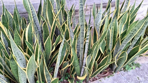 Vibrant Mother-in-Law's Tongue (Dracaena trifasciata): Lush Green Snake Plant with Striking Yellow-Edged Leaves, an Easy-Care Indoor Air Purifier Houseplant