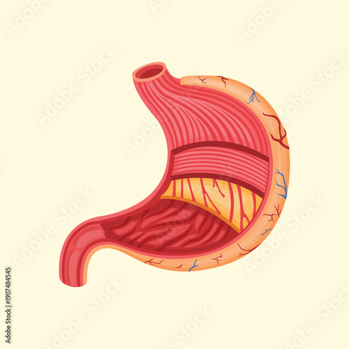 Human stomach anatomy illustration showing internal layers for digestive system medical and biological education purposes.