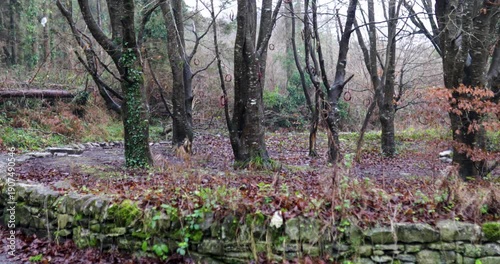 Wallpaper Mural Willow wreaths rings hanging from branches in a quiet Irish woodland an ancient Celtic traditions and modern spiritual rituals. Torontodigital.ca