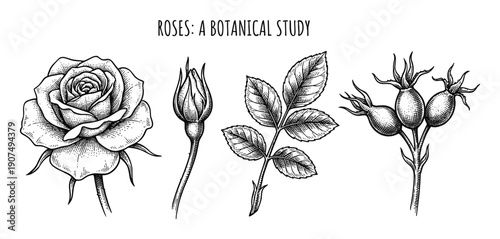 Rose botanical study with rose, bud, leaves, and rose hips engraved style line art drawing