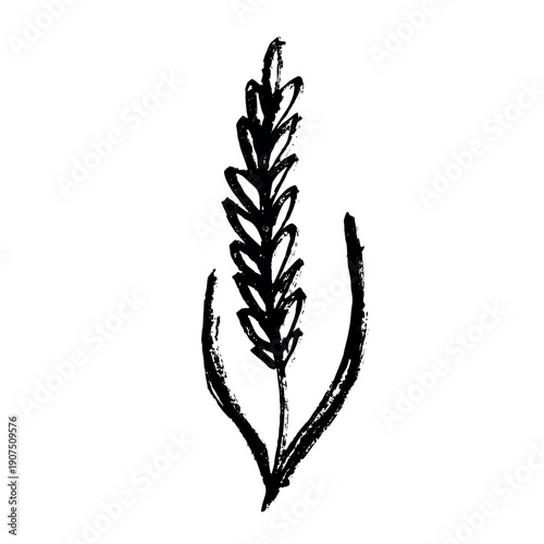 Hand drawn cereal wheat oat rye barley rice ears spikelet clipart Organic wheat bread agriculture farming harvest healthy food Single element for print packaging label design decor