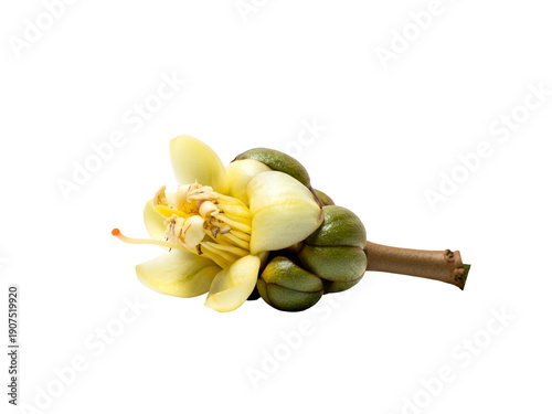 Durian tree flower isolated on a clean background viewed from the side