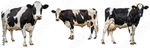 Tableau sur toile a striking collection of three holstein cows, captured in full body shots, standing gracefully against a clean, transparent background