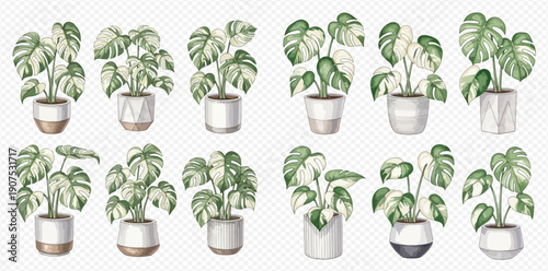 Set of watercolor illustrations of Monstera Albo plants in pots, featuring white and green variegated leaves, perfect for botanical designs.