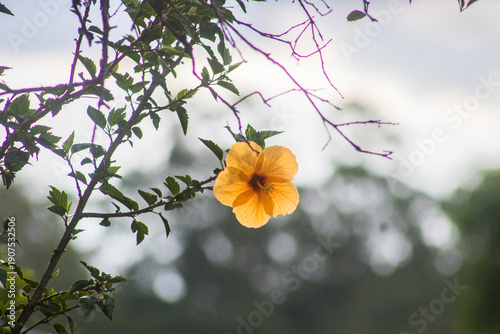 Flor transparente, pendurada amarela, final de tarde