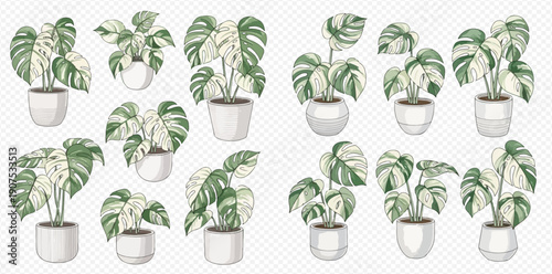 Set of potted Monstera Albo plants with variegated leaves, perfect for home decor and botanical illustrations.