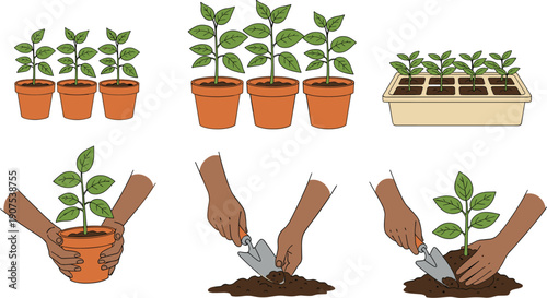 Step by step plant growth and transplanting process illustration, seedlings in pots and trays, hands gardening, home gardening workflow, flat vector design