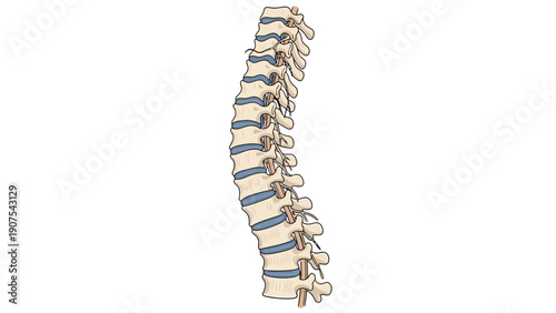 Human Spine Anatomy Model.
