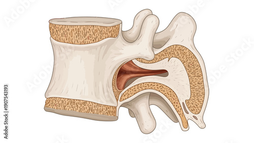 Human spine vertebrae anatomy.