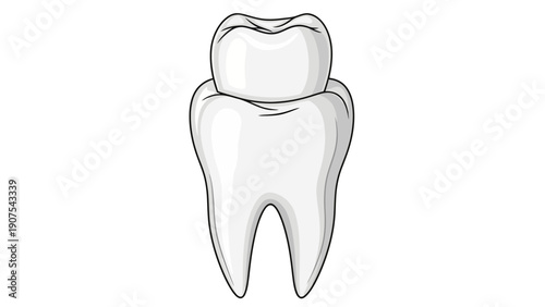 Molar Tooth Dental Structure.