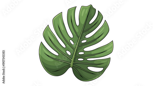 Monstera leaf green tropical.