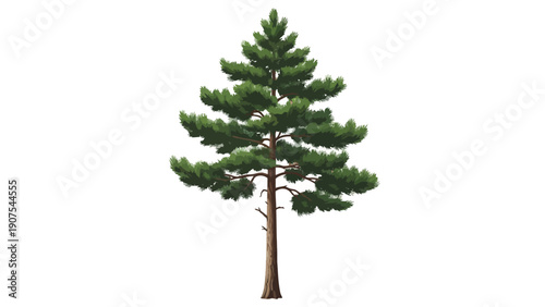 Pine Tree Evergreen Forest.