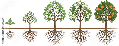 Flat Vector Illustration Showing Growth Cycle of an Orange Tree From Seedling to Fruit Bearing Mature Plant With Visible Roots for Business Progress Concept