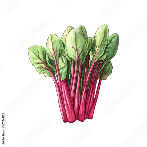 red spinach hand drawn illustration