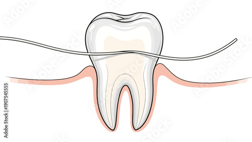 Tooth Dental Anatomy Illustration 1.