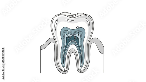 Tooth Dental Anatomy Structure 2.