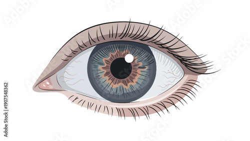 Detailed illustration of a human eye showing bluegray iris and blood vessels