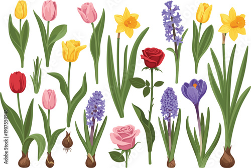 Spring flowers vector collection with tulips daffodils roses crocus and hyacinths flat botanical illustration