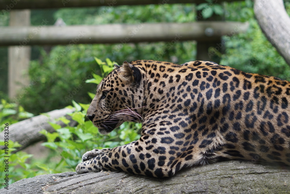 Fototapeta premium Leopard resting on log in zoo enclosure