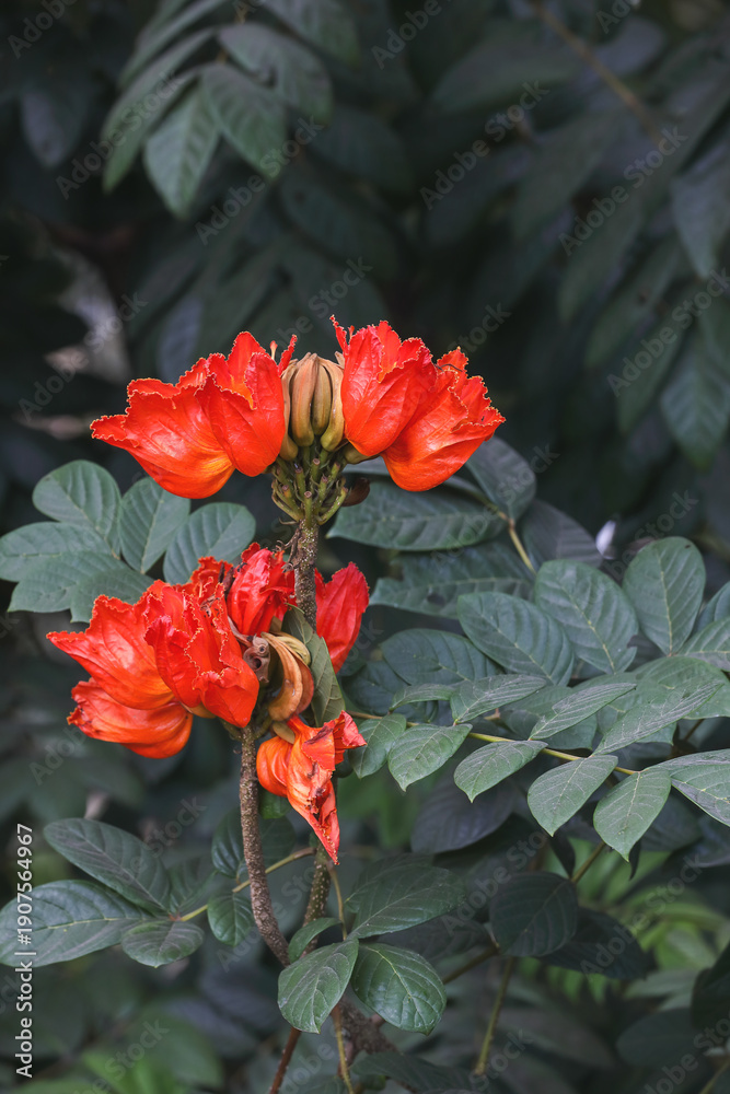 Obraz premium African tulip tree flowers (Spathodea campanulata)