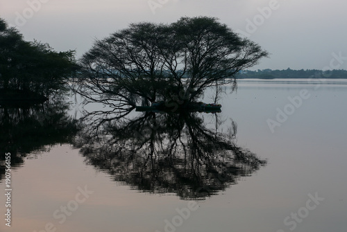 Obraz na plátne Large trees standing in the lake