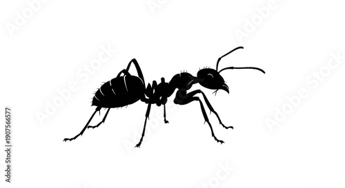 Black ant isolated on a white background shown in close-up with clear details of its body and antennae