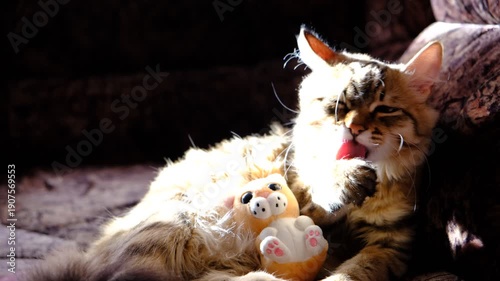Tabby cat hugging funny stuffed toy. Love and calmness. Sunbeam. Fluffy mixed breed cat. Animal behavior. Humor