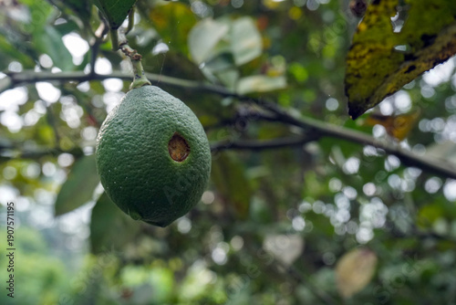 Fotografía Green oranges that have holes and a rough texture are caused by attacks by fruit borer caterpillars, this disease often occurs in hot and wet areas with a background of dull green leaves