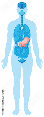Human Body Silhouette with Highlighted Stomach and Organs