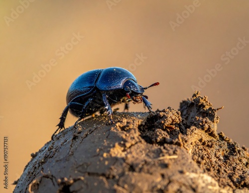 Close-up of a dung beetle on a pile of dirt, showcasing its natural habitat.