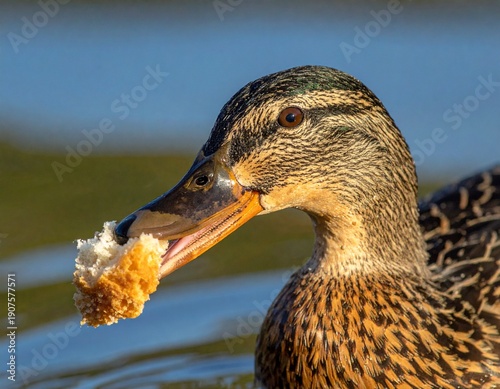 Close-up of a female mallard duck enjoying a piece of bread in the water.