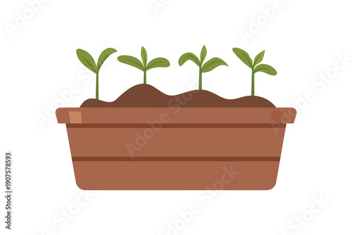 Young Green Seedlings Growing in a Planter. Growing seeds in planter box. Early Plant Growth in Planter Box. Seedlings Sprouting in Garden Planter