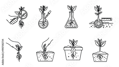 Plant growing stages vector illustration set showing seed germination process