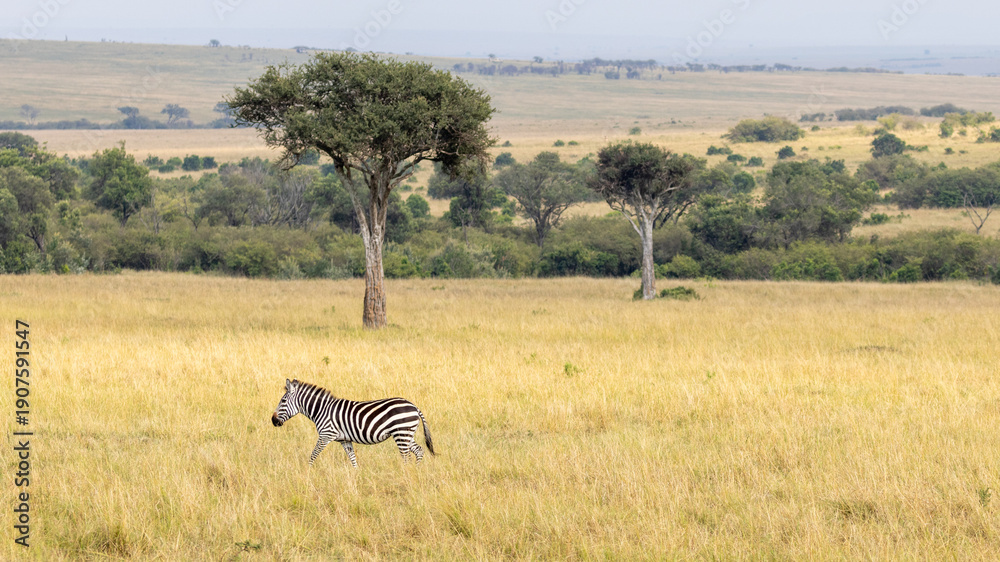 Naklejka premium Zebra in front of desert date trees on the African savanna in the Masai Mara National Park in East Africa Kenya KEN