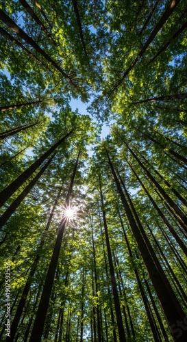 Sunlight filters through the lush, dense canopy of tall forest trees, creating a vibrant natural pattern against the bright, peaceful blue sky above, oxygen, canopy, foliage