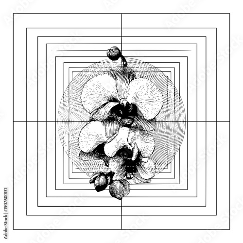 Orchid flower drawing with geometric square frame design botanical illustration vector art print black and white