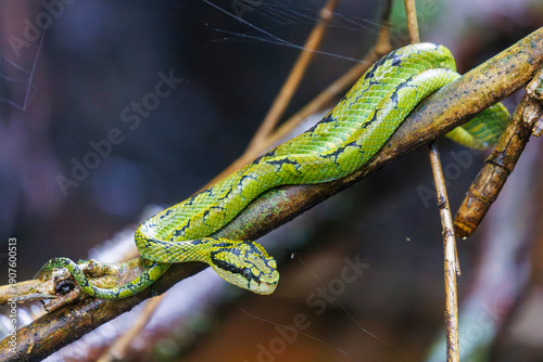 This is a Sri Lankan Green Pit Viper (Trimeresurus trigonocephalus).
